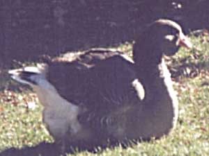 5 month old Toulouse gander 5 month old Toulouse gander