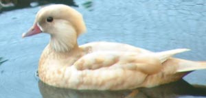 Apricot Mandarin female