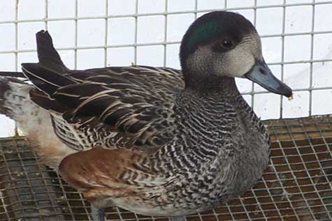 Chiloe Wigeon drake Chiloe Wigeon drake