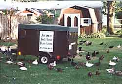Ducks on range Ducks on range