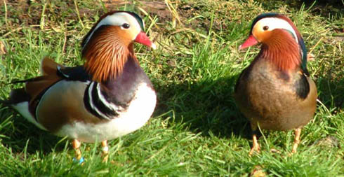 Normal and Black Mandarin males