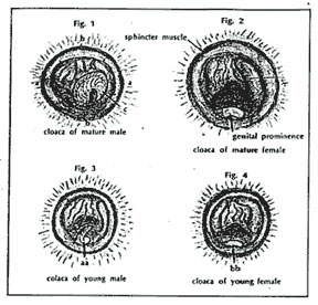 Illustration ofsex organs of waterfowl