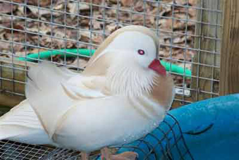 White Mandarin drake and Calls White Mandarin drake and Calls