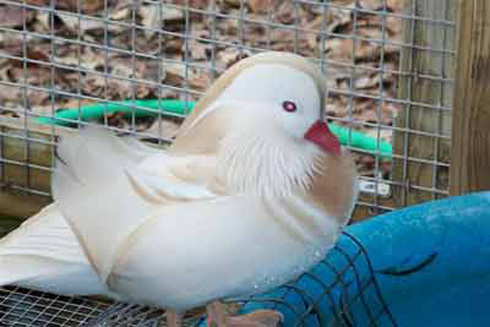 White Mandarin drake and Calls