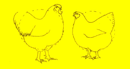 Ideal Wyandotte Type Ideal Wyandotte Type