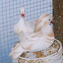 White_Mandarin_Pair_2005