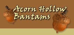 Acorn Hollow Bantams